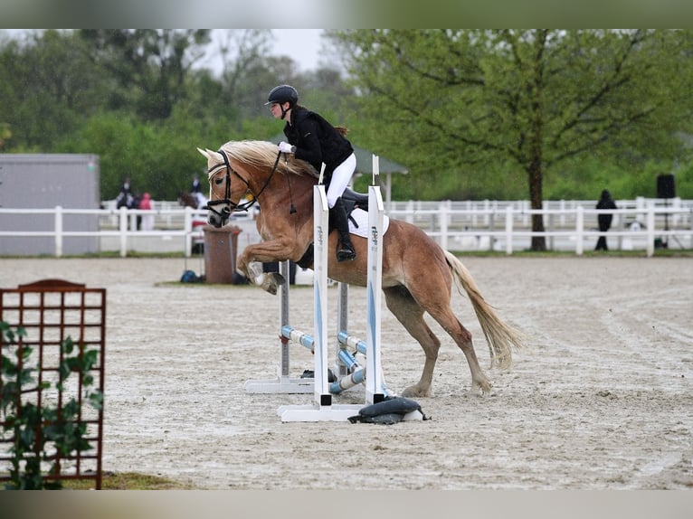 Haflinger Stute 7 Jahre 155 cm Fuchs in Langmannersdorf