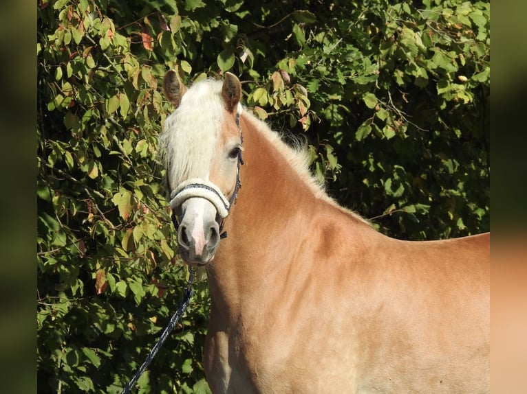 Haflinger Stute 7 Jahre 155 cm Fuchs in Verl