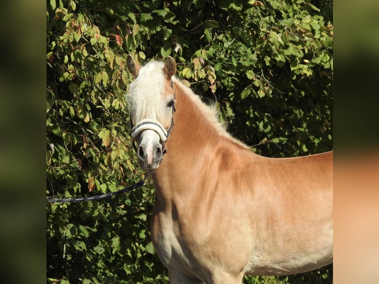 Haflinger Stute 7 Jahre 155 cm Fuchs in Verl