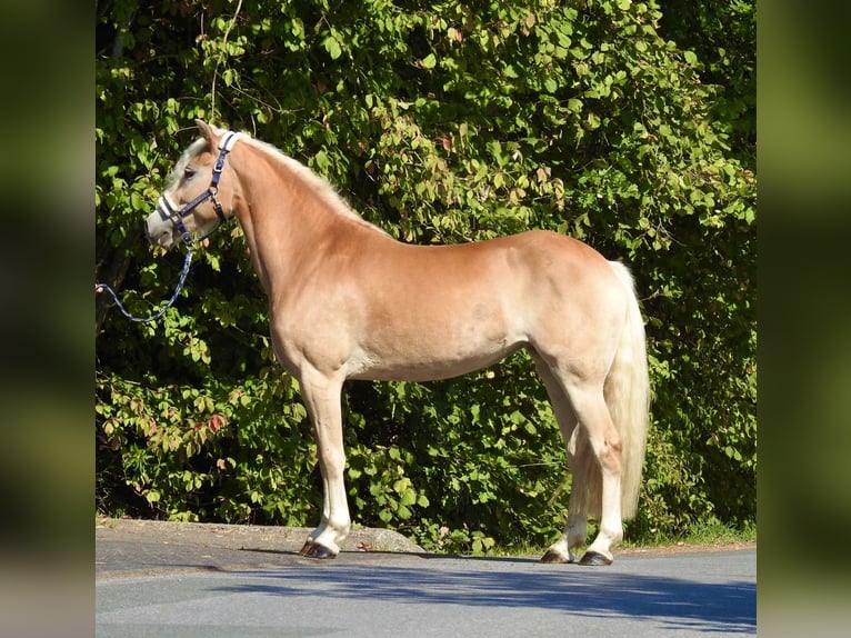 Haflinger Stute 7 Jahre 155 cm Fuchs in Verl