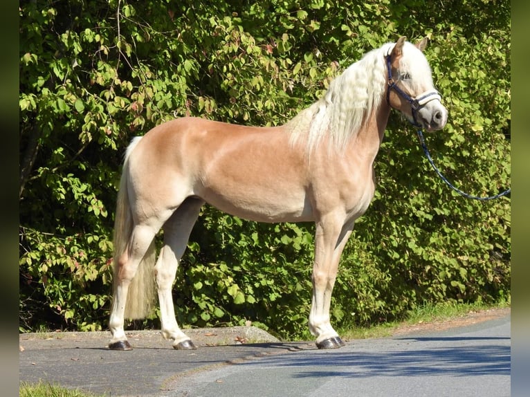 Haflinger Stute 7 Jahre 155 cm Fuchs in Verl