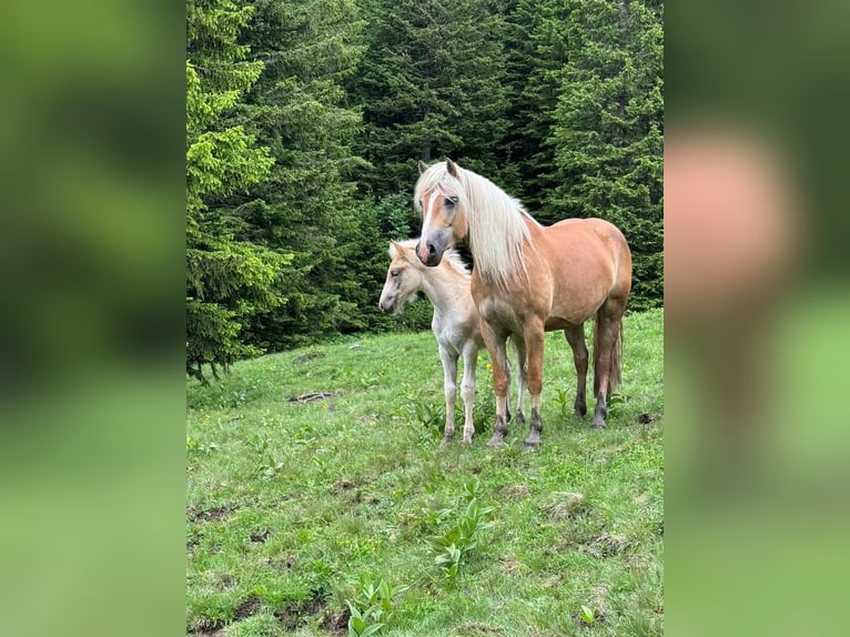 Haflinger Stute 7 Jahre 155 cm in Landeck