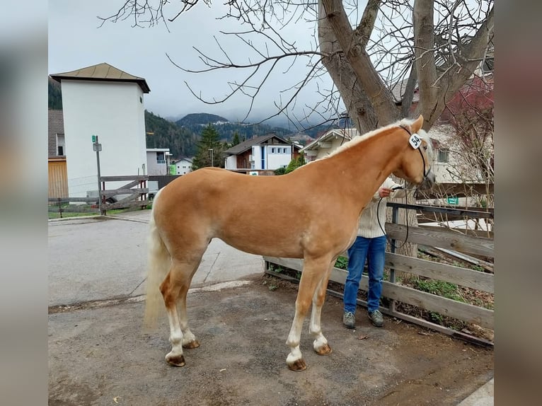 Haflinger Stute 7 Jahre 155 cm in Landeck