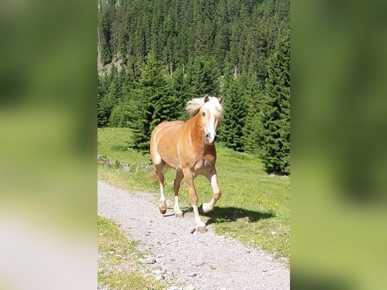 Haflinger Stute 7 Jahre 155 cm in Landeck