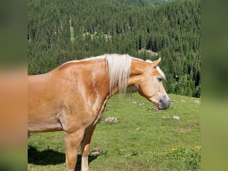 Haflinger Stute 7 Jahre 155 cm in Landeck