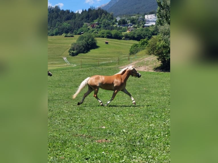 Haflinger Stute 7 Jahre 155 cm in Landeck