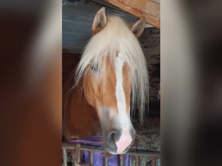 Haflinger Stute 7 Jahre 155 cm in Landeck