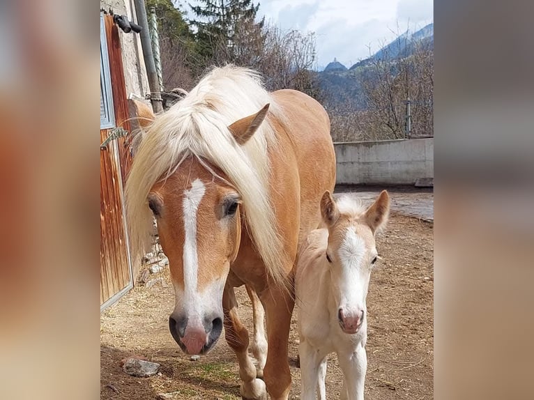 Haflinger Stute 7 Jahre 155 cm in Landeck