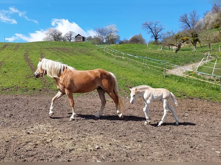 Haflinger Stute 7 Jahre 155 cm in Landeck