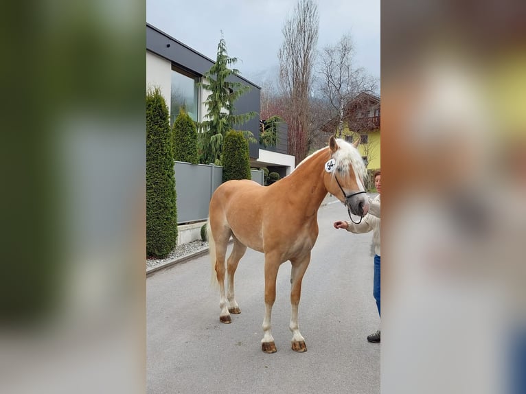 Haflinger Stute 7 Jahre 155 cm in Landeck