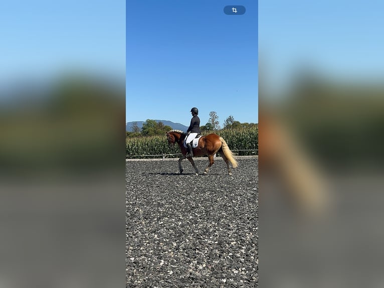Haflinger Stute 7 Jahre 156 cm  in Hohenthann