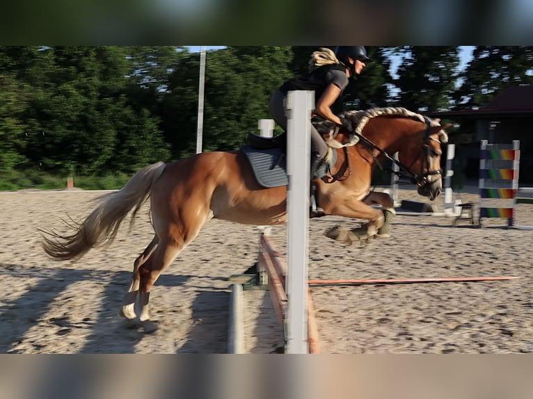 Haflinger Stute 7 Jahre 156 cm Fuchs in Sassenburg