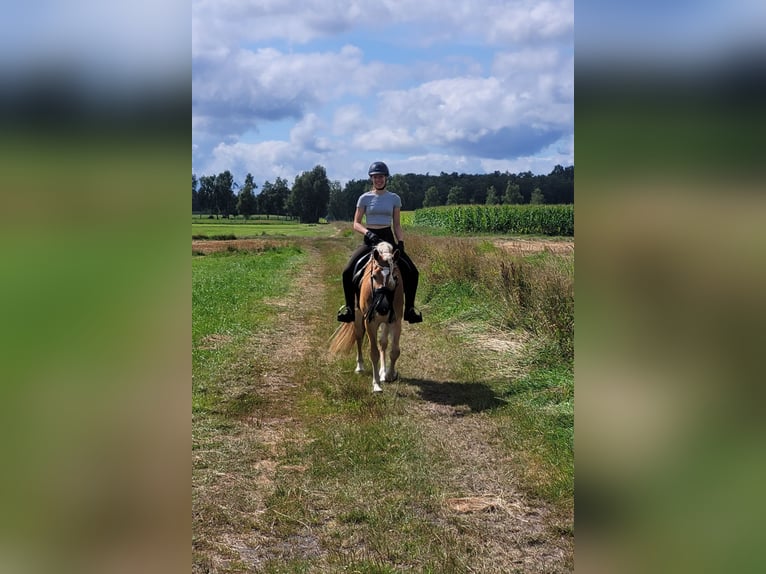 Haflinger Stute 7 Jahre 156 cm Fuchs in Sassenburg