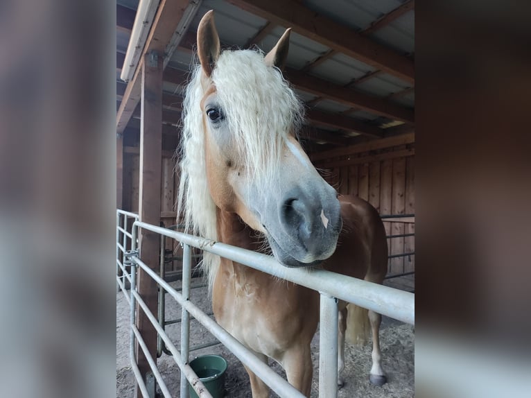 Haflinger Stute 7 Jahre 156 cm Fuchs in Sassenburg