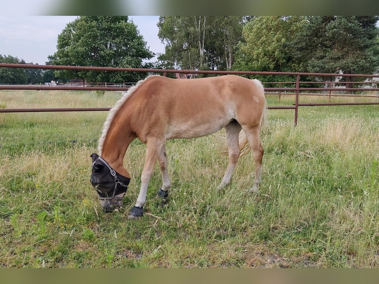 Haflinger Stute 7 Jahre 156 cm Fuchs in Sassenburg