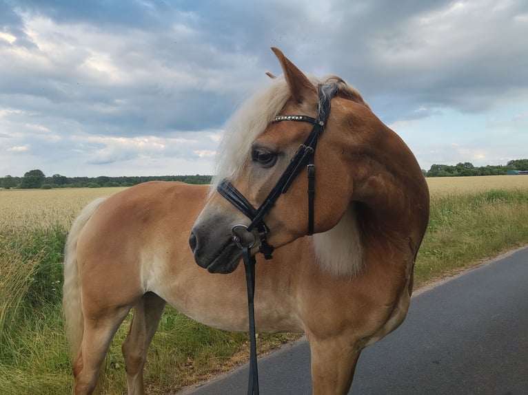 Haflinger Stute 7 Jahre 156 cm Fuchs in Sassenburg