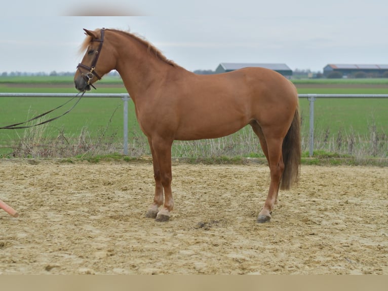 Haflinger Mix Stute 7 Jahre 157 cm Hellbrauner in Geilenkirchen