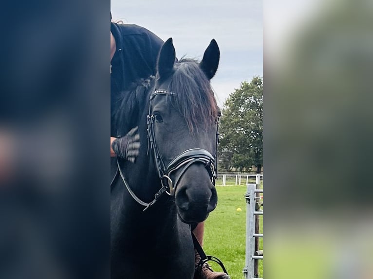 Haflinger Mix Stute 7 Jahre 160 cm Rappe in Horneburg