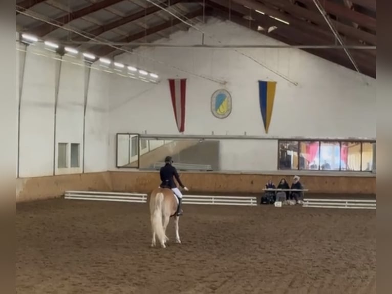 Haflinger Stute 7 Jahre 161 cm in Leobersdorf