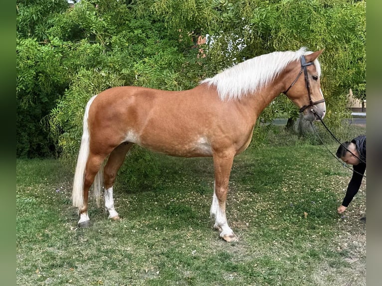 Haflinger Mix Stute 7 Jahre 162 cm Fuchs in B&#xE9;k&#xE9;scsaba