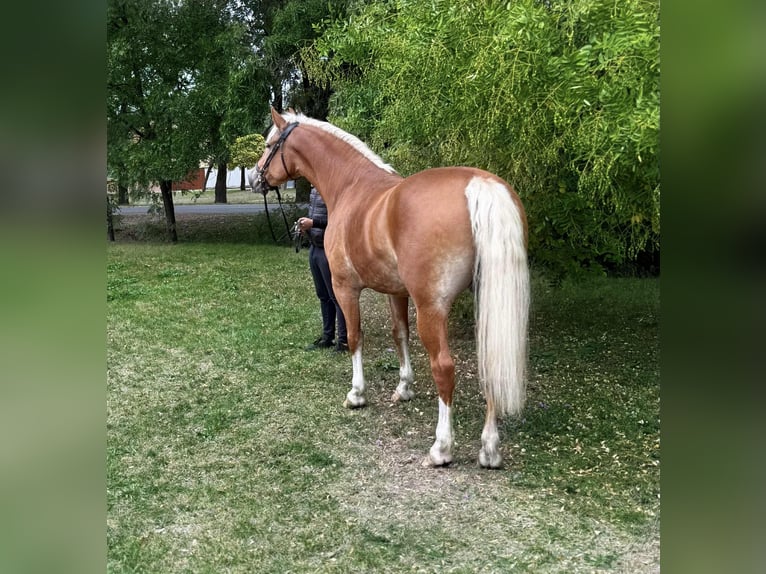Haflinger Mix Stute 7 Jahre 162 cm Fuchs in B&#xE9;k&#xE9;scsaba
