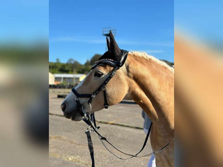 Haflinger Stute 7 Jahre in Bad Langensalza