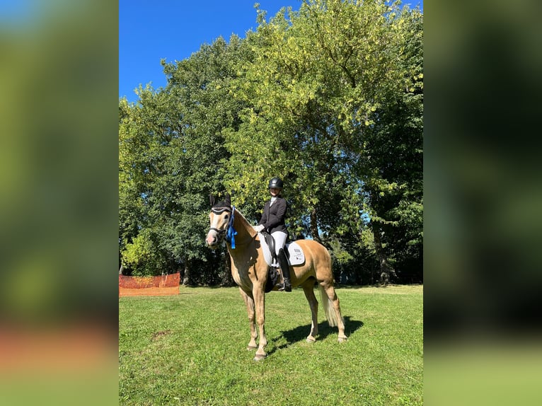 Haflinger Stute 7 Jahre in Bad Langensalza