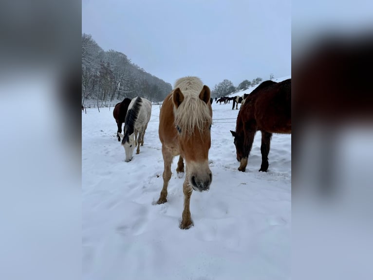 Haflinger Stute 7 Jahre  in Arnsberg