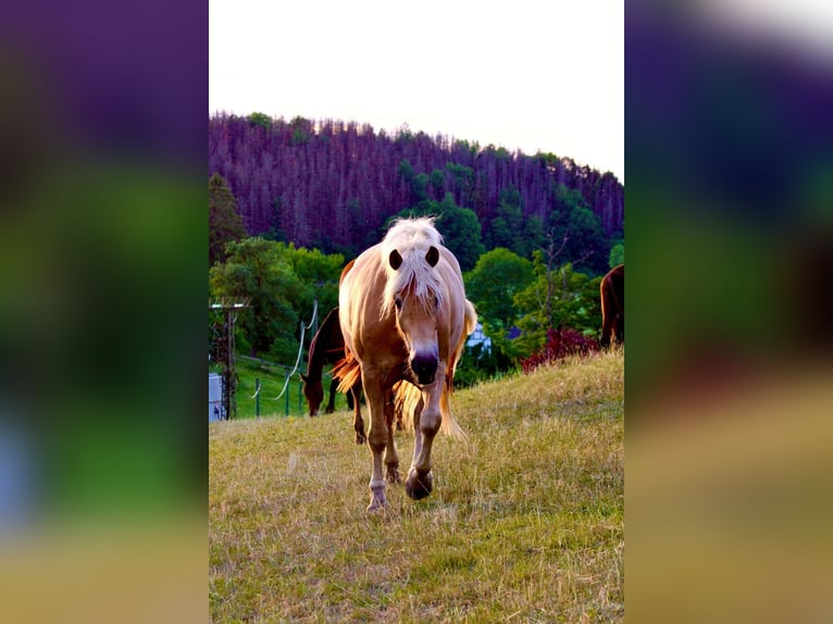 Haflinger Stute 7 Jahre  in Arnsberg