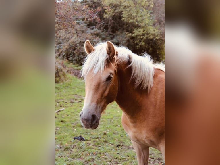 Haflinger Stute 7 Jahre  in Arnsberg