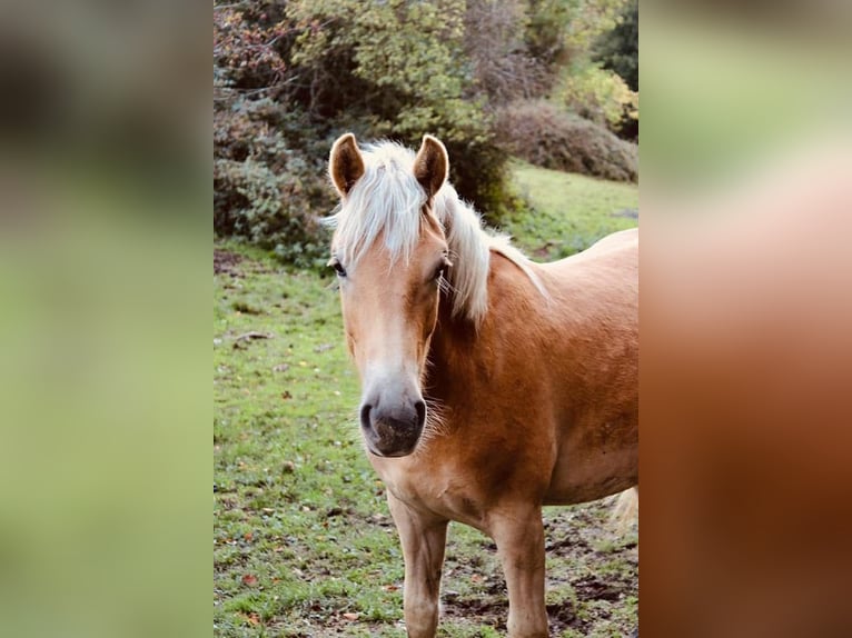 Haflinger Stute 7 Jahre  in Arnsberg