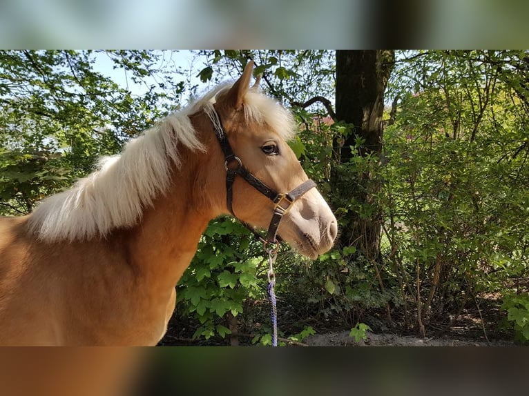 Haflinger Stute 7 Jahre  in Arnsberg