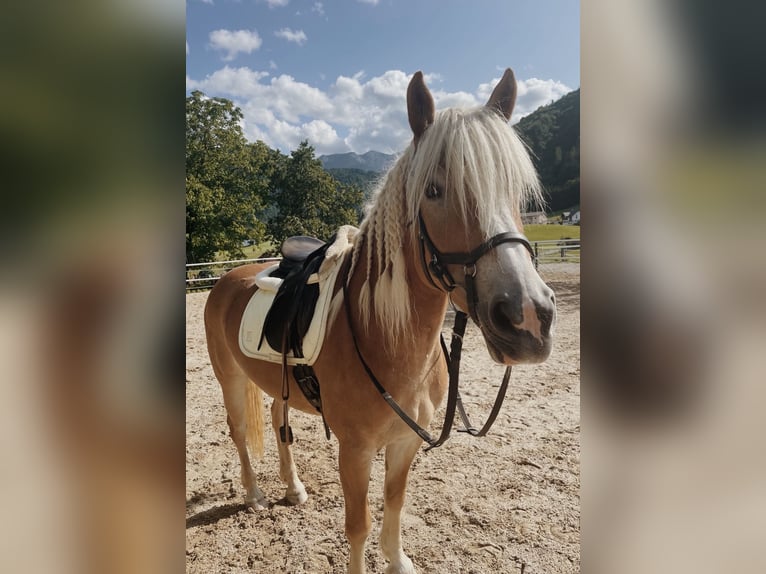 Haflinger Stute 7 Jahre  in Neukirchen b. Altmünster