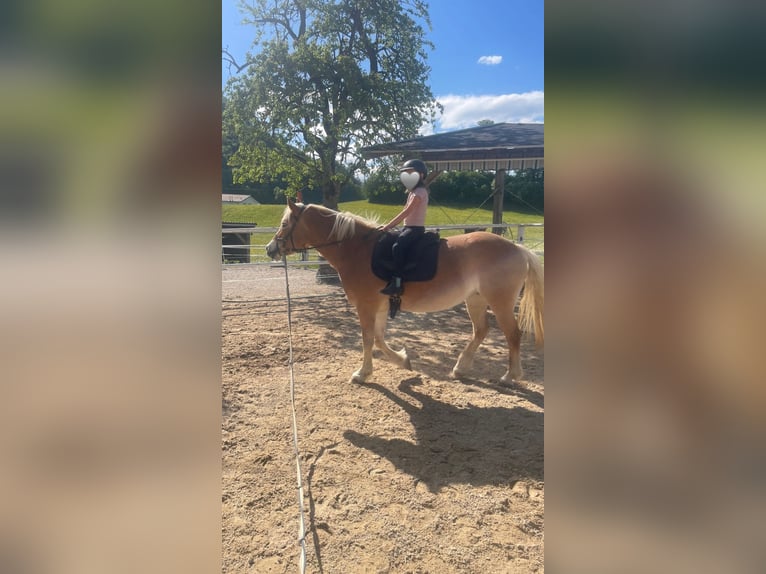 Haflinger Stute 7 Jahre  in Neukirchen b. Altmünster