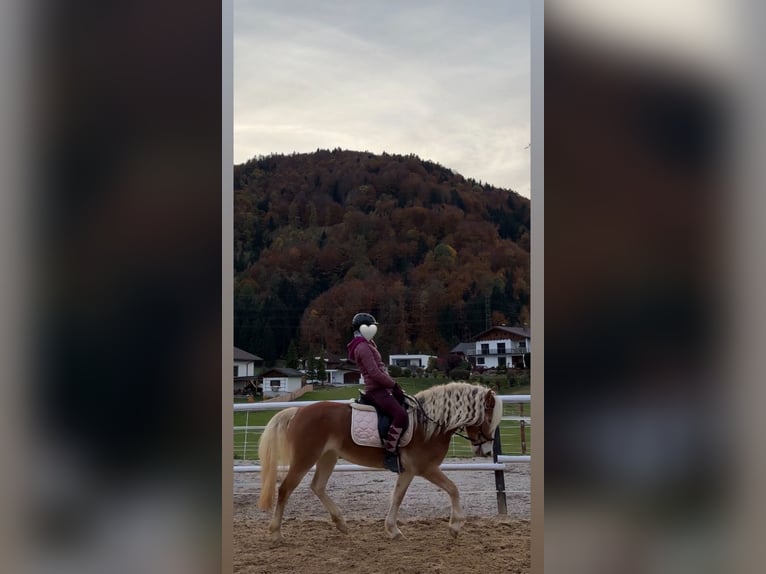 Haflinger Stute 7 Jahre  in Neukirchen b. Altmünster