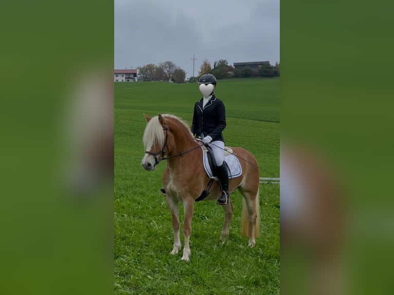 Haflinger Stute 7 Jahre  in Neukirchen b. Altmünster