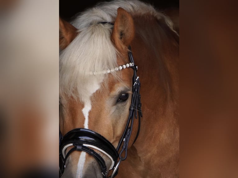 Haflinger Stute 8 Jahre 142 cm  in Franzensdorf