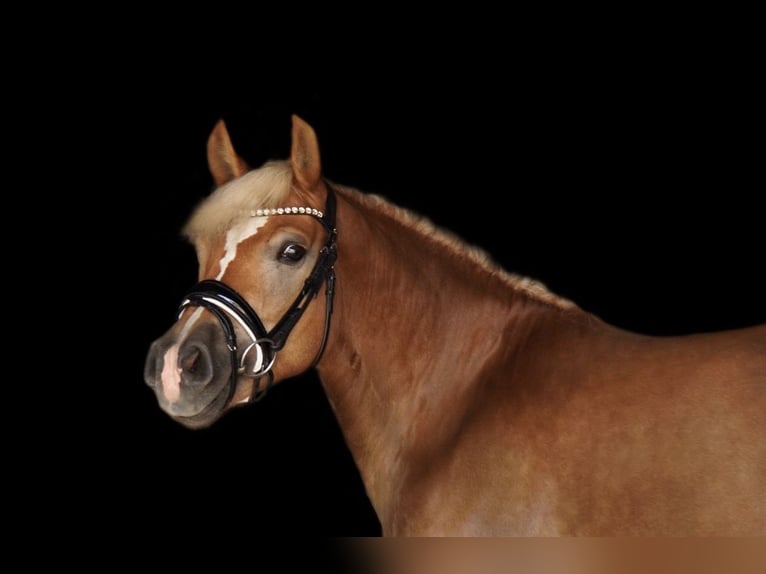 Haflinger Stute 8 Jahre 142 cm  in Franzensdorf