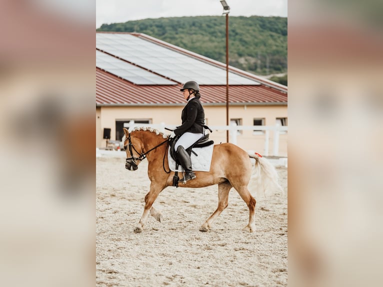 Haflinger Stute 8 Jahre 142 cm  in Franzensdorf