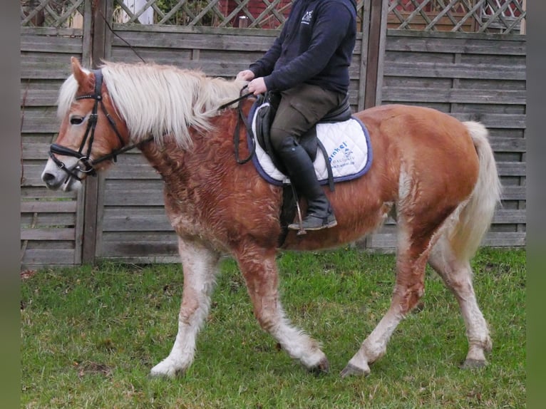 Haflinger Stute 8 Jahre 142 cm in Dorsten