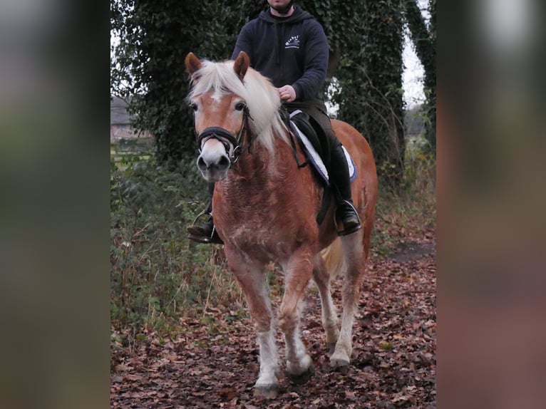 Haflinger Stute 8 Jahre 142 cm in Dorsten
