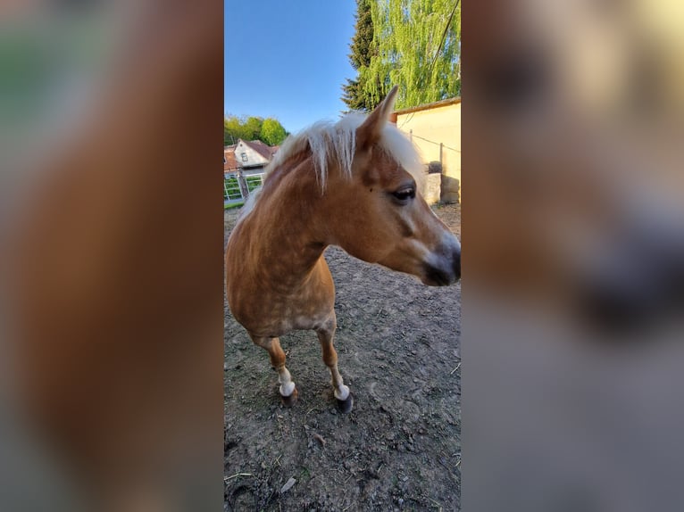 Haflinger Stute 8 Jahre 142 cm Fuchs in Feldbach