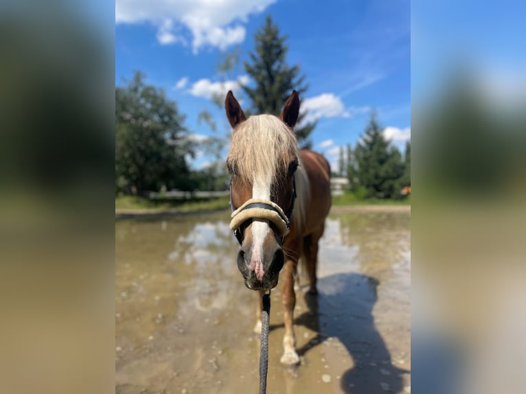 Haflinger Mix Stute 8 Jahre 145 cm in Berlin