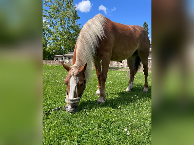 Haflinger Mix Stute 8 Jahre 145 cm in Berlin