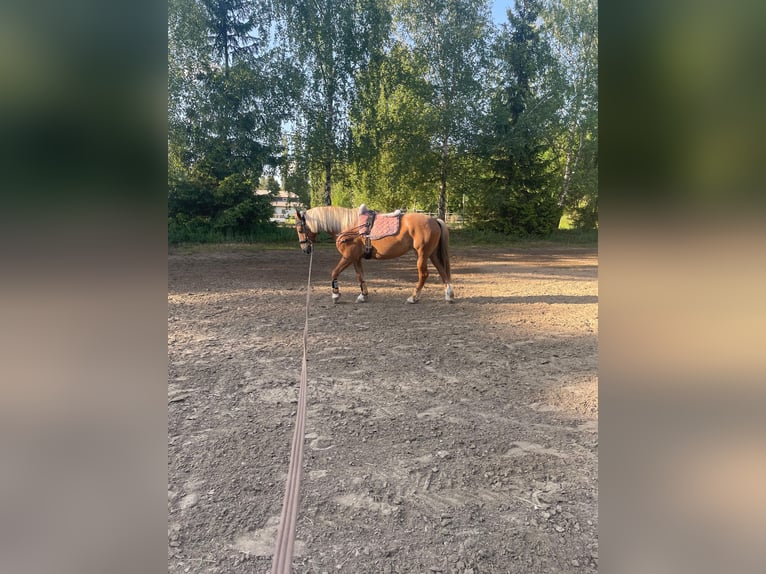Haflinger Mix Stute 8 Jahre 145 cm in Berlin