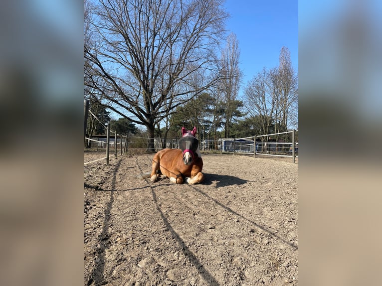 Haflinger Mix Stute 8 Jahre 145 cm in Berlin