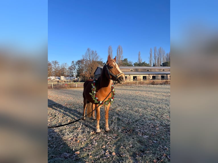 Haflinger Mix Stute 8 Jahre 145 cm in Berlin