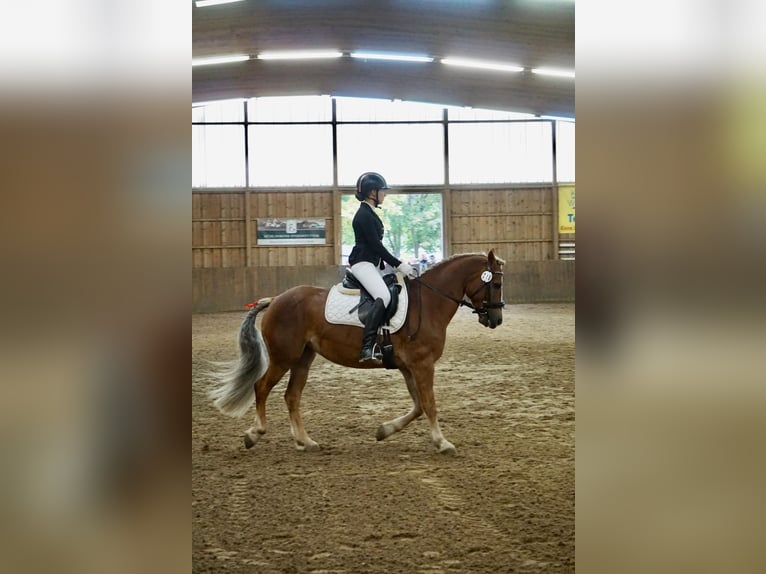 Haflinger Mix Stute 8 Jahre 145 cm in Berlin