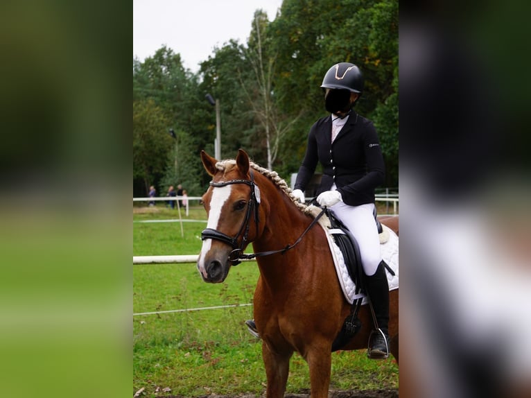 Haflinger Mix Stute 8 Jahre 145 cm in Berlin
