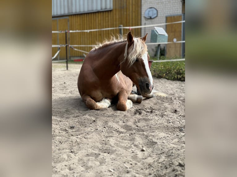 Haflinger Mix Stute 8 Jahre 145 cm in Berlin